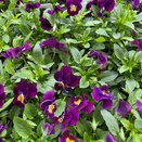 Viola Violet 6 pack