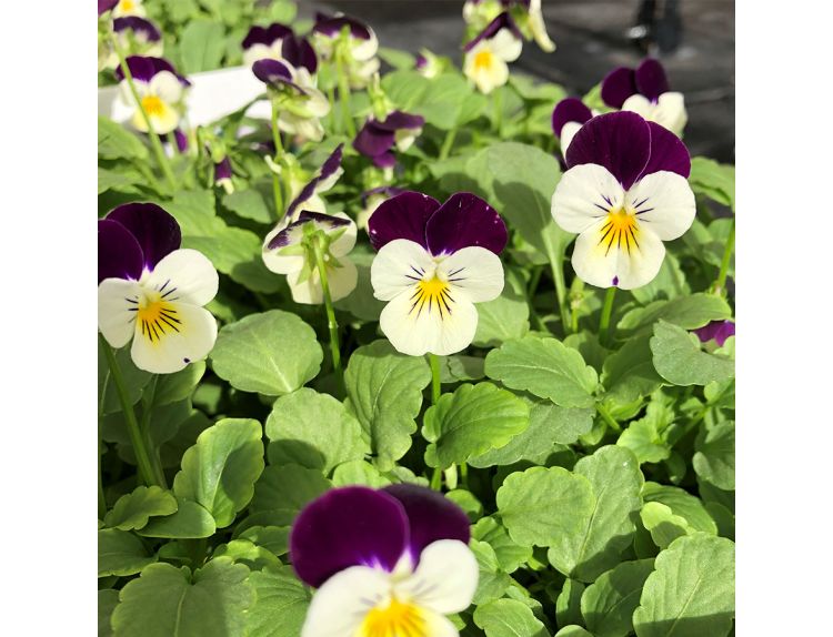 Viola White Purple Wing 6 pack