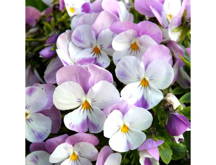 Viola White Rose Wing 6 pack