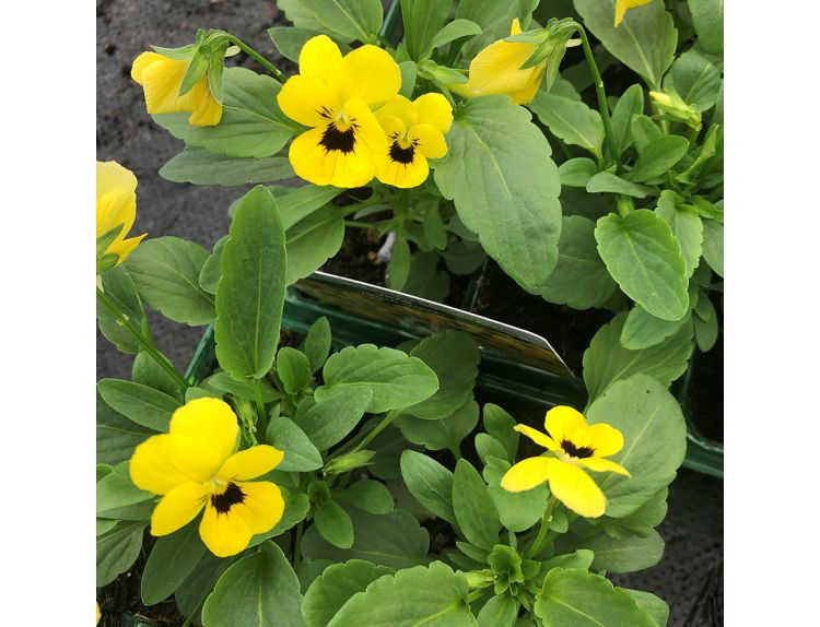 Viola Yellow Blotch 6 pack