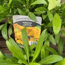 Wallflower Cloth of Gold 2 litre pot