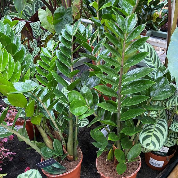 Zamioculcas zamiifolia