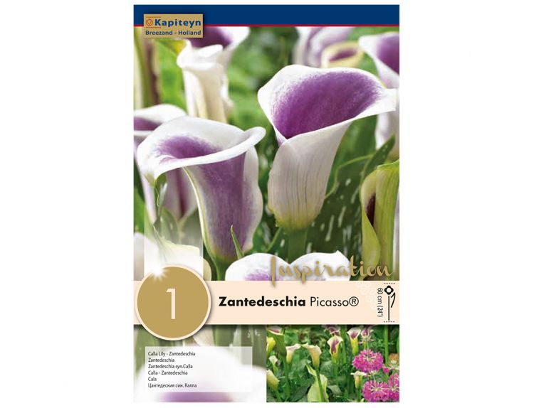 Zantedeschia Calla Picasso